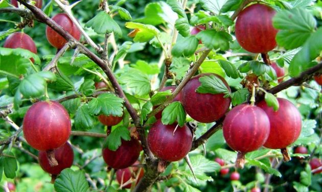 Развиване на цариградско грозде: Характеристики на образуването на храст