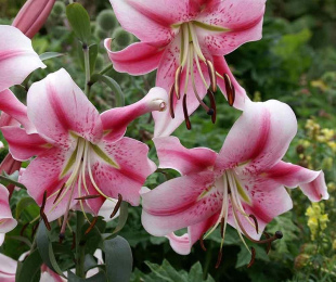 Lilies from hybrids, landing and care