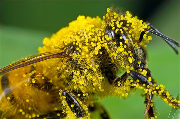 მოზიდვა pollinators for ხილის მცენარეები