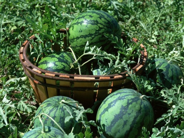 Ako zasadiť melóny