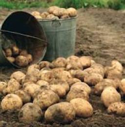 Vysoký výnos zemiakov, ako dosiahnuť?
