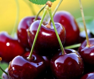 Cherry velika, pristanek in oskrba