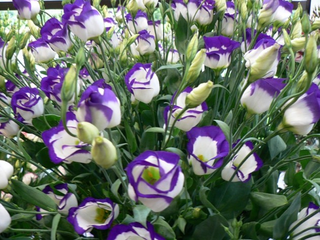 Eustoma, Landing and Care ในไซบีเรีย
