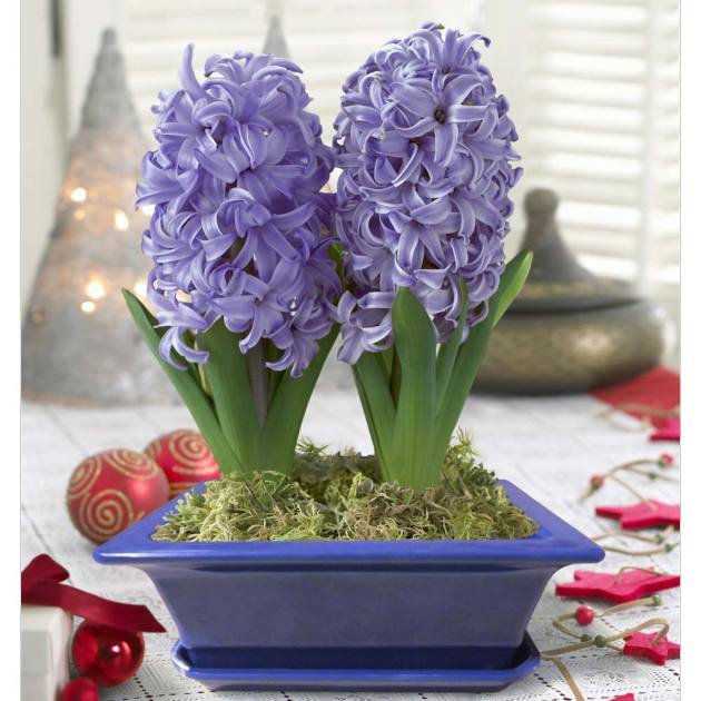 Hyacinths, pouso e quarto
