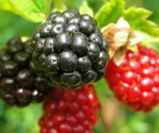 Biologically active substances in blackberry