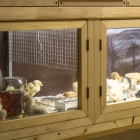 Como tornar mais clima para galinhas