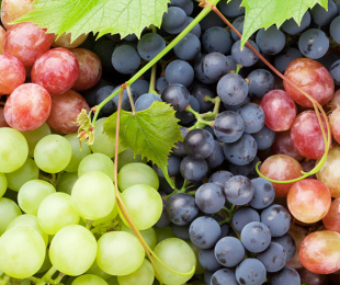Uvas nos urais sul, pousando e cuidados