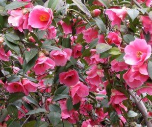 Garden Camellia, o desembarque e cuidados