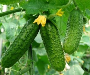 Fertilizantes para pepinos: características de escolha e uso