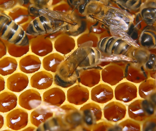 Kazetový pavilón pre včely. Charakteristické funkcie a funkcie