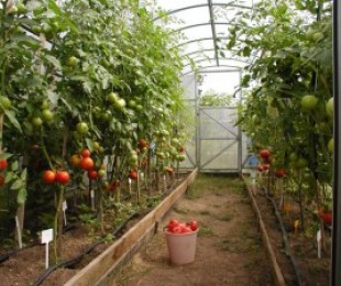 Характеристики на засаждането на зеленчуци в оранжерии