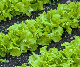 Salada crescente em estufa: semeadura, rega e cuidados