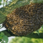 Pembe arılar nasıl önlenir
