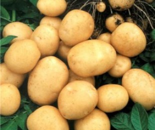 Doenças e variedades de batatas