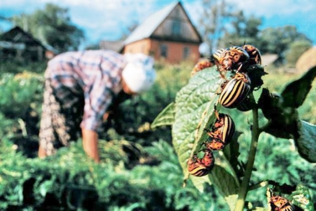 Trattamento di patate da Colorado Beetle