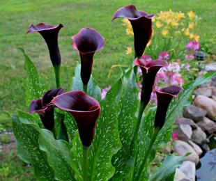 Ako pestovať Calla: Výsadba v záhrade a starostlivosti