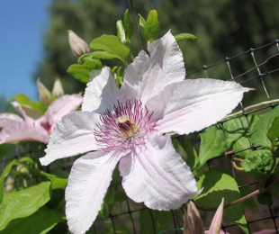Clematis Hegli Haybrid, Landing and Care