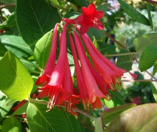 Brown honeysuckle, landing and care