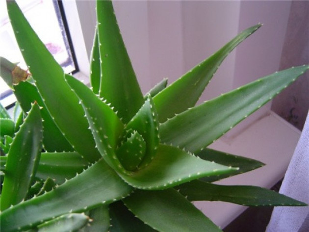 Aloe, pouso e cuidado em casa