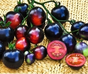 Tipos de tomate preto, pouso e cuidados