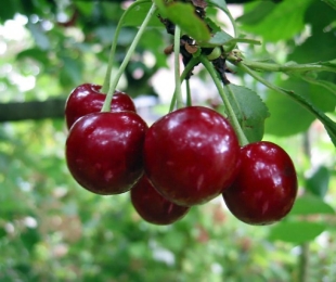 Cherry Radonezh, სადესანტო და ზრუნვა