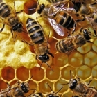 Apicultura de dos puertas: características del contenido de las abejas