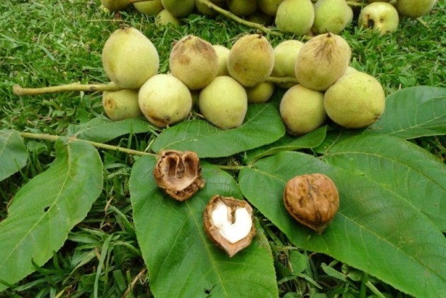 Heart-shaped nut, landing and care
