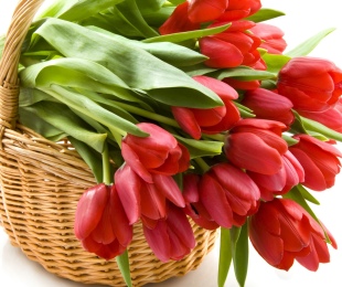 Pridelovanje tulipanov v TEPLITSA: značilnosti pašnikov in oskrbe