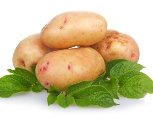 Varné odrody zemiakov: foto, popis, pristátie a starostlivosť