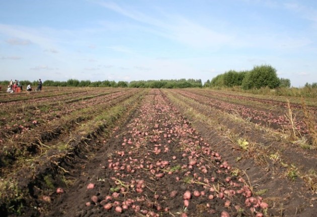 Картофель рокко: фото, описание, выращивание