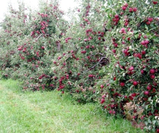 Dwarf Apple Ağaçları Kırpma: Adım Adım Talimat