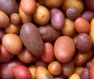 Variedades de batatas.