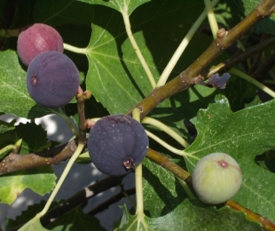Figs, pouso e cuidados em solo aberto