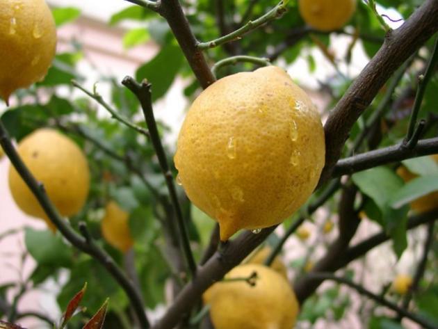 Обрезка лимона: особенности формирования кроны
