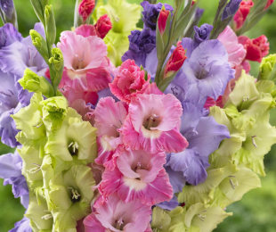 Gladiolus: pouso e cuidados