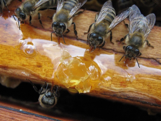 Alimentação de inverno de abelhas