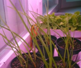 Фитоламби за осветљење биљака