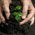 Herbicídy z burín: Funkcie používania