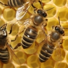 Как правильно пересадить пчел