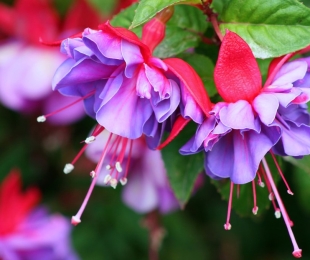 Fuchsia, landing and care at home