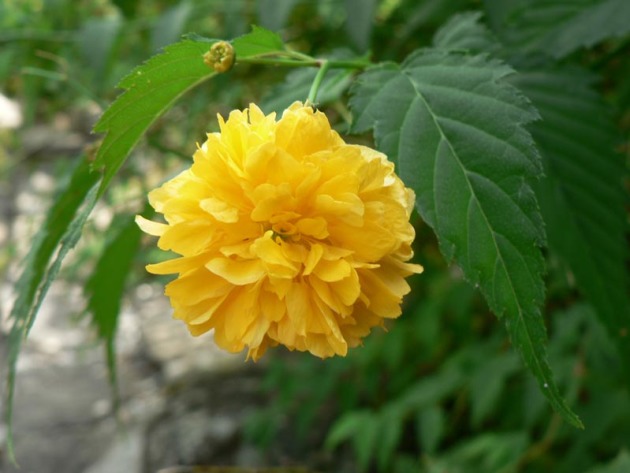 კერი იაპონიის Pleniflora, სადესანტო და ზრუნვა