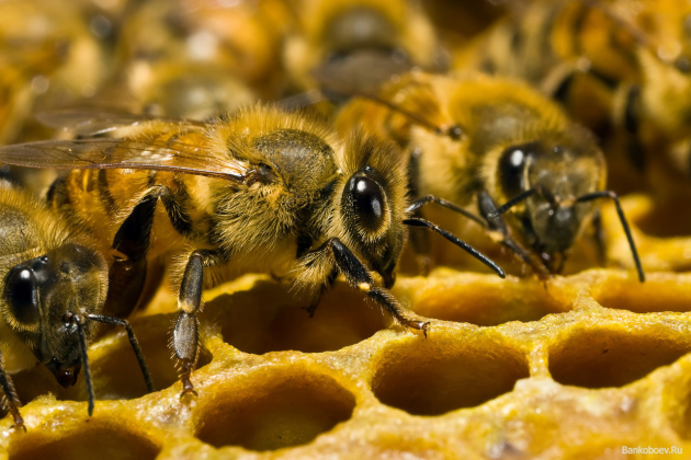 prezimovanja čebel