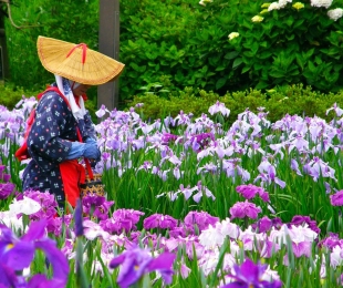 Iris japonski, pristanek in oskrba