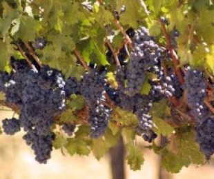 Subtileza de cultivo de uva
