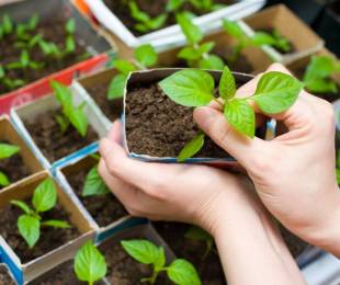 Size Soflings. Πώς να αναπτυχθούν υγιή και ισχυρά φυτά