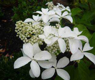 Hortensia Great Star, Landing and Care