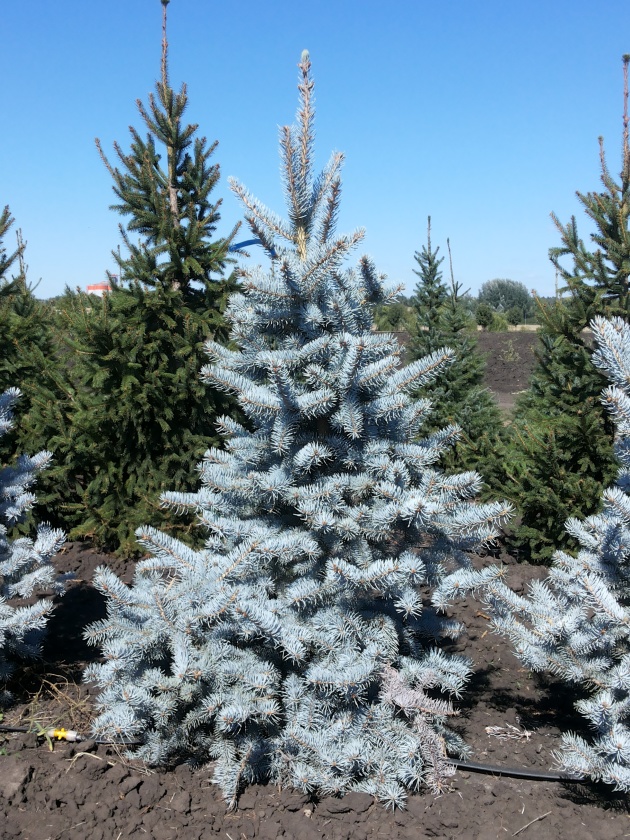 Spruce Huppi, Landing and Care