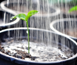 Watering and feeding seedlings