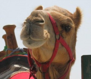 Camelo e companhia