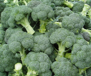Come coltivare i broccoli. Segreti di atterraggio e cura